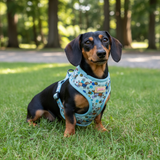 Bee Happy Dachshund’s Harness Blue