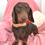 Rainbow Pom Pom Collar - Adjustable