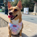 Pastel Vichy Harness