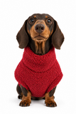 Handmade Dachshund Sweater - “Dark Red Teddy”