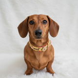 Collar para perro salchicha España Hot Dog hecho a mano - Vegano / Biothane impermeable 