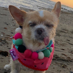 Watermelon  Personalised Pom Pom Dog Collar