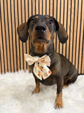 Handmade Dog Sailer Bow Tie - Autumn Dachshunds