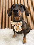 Handmade Dog Sailer Bow Tie - Autumn Dachshunds