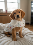 Spring Dachshunds Fluffy Handmade Reversible Coat