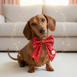 Christmas Stars Sailer Bow