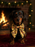 Handmade Dog Sailer Bow Tie - Christmas Dachshunds
