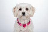 Pink Valentine Heart Pom Pom Dog Collar