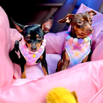 Pastel Vichy Harness