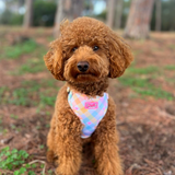 Pastel Vichy Harness