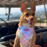 Pastel Vichy Harness