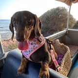 Bee Happy Dachshund’s Harness