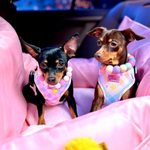 Pastel Vichy Harness