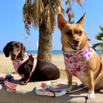Dog Leash - Pastel Vichy