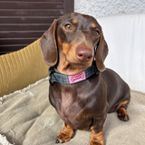 Collar - Cornish Hunting Tartan