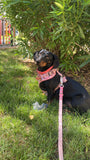 Correa multiusos manos libres para perros - Color personalizado - Piel vegana / Biothane impermeable - 2,5 m