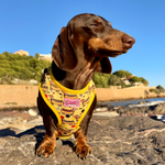 Hot Dog Dachshunds Harness