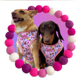 Two dogs wearing patterned harnesses surrounded by a decorative ball frame on a pink background