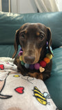 Collar de pompones personalizado "Rainbow Bright"