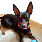 Personalised Pom Pom Dog Collar - Rainbow Brights 2cm Balls