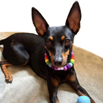 Personalised Pom Pom Dog Collar - Rainbow Brights 2cm Balls