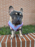 Lavender Blue Luxe Corduroy Harness