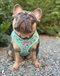 Harness - Summer Pawl Pawty