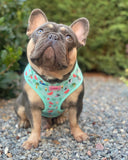 Harness - Summer Pawl Pawty