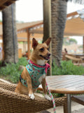 Harness - Summer Pawl Pawty