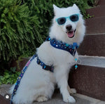 Harness - Terrazzo Stars