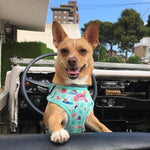 Harness - Summer Pawl Pawty