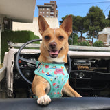 Harness - Summer Pawl Pawty