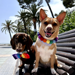 Personalised Pom Pom Dog Collar - Rainbow Brights 2cm Balls