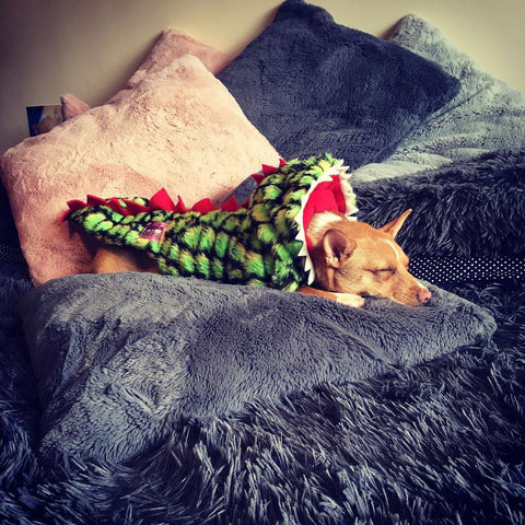 Handmade Doggy Dinosaur Coat