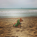 Handmade Dog Dinosaur Fluffy Coat