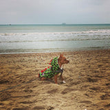 Handmade Dog Dinosaur Fluffy Coat