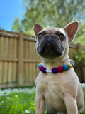 Personalised Pom Pom Dog Collar - Dolly Mix