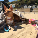 Cute Dog Bow Yellow