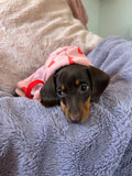Valentine Puppy Love Hoodie - White - Clearance Sale