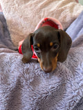Valentine Puppy Love Hoodie - White - Clearance Sale